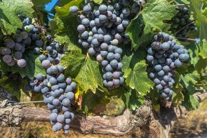 Lire la suite à propos de l’article Comment se fait la production du vin?